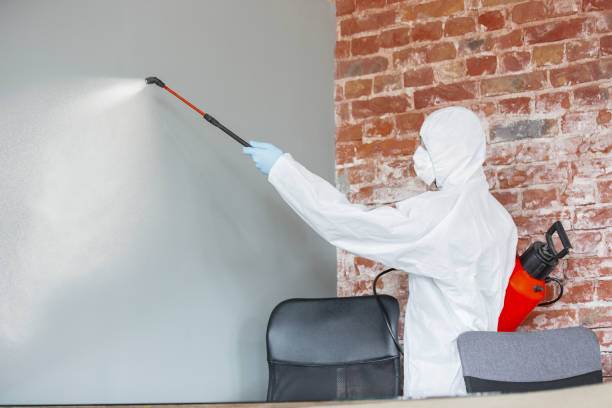 Best Black Mold Removal  in West Fargo, ND