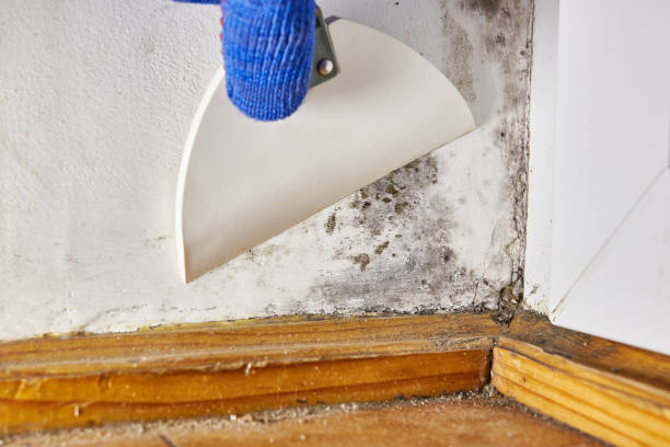 Best Asbestos and Lead Testing During Mold Inspection  in West Fargo, ND