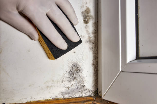 Best Water Damage & Mold Remediation  in West Fargo, ND